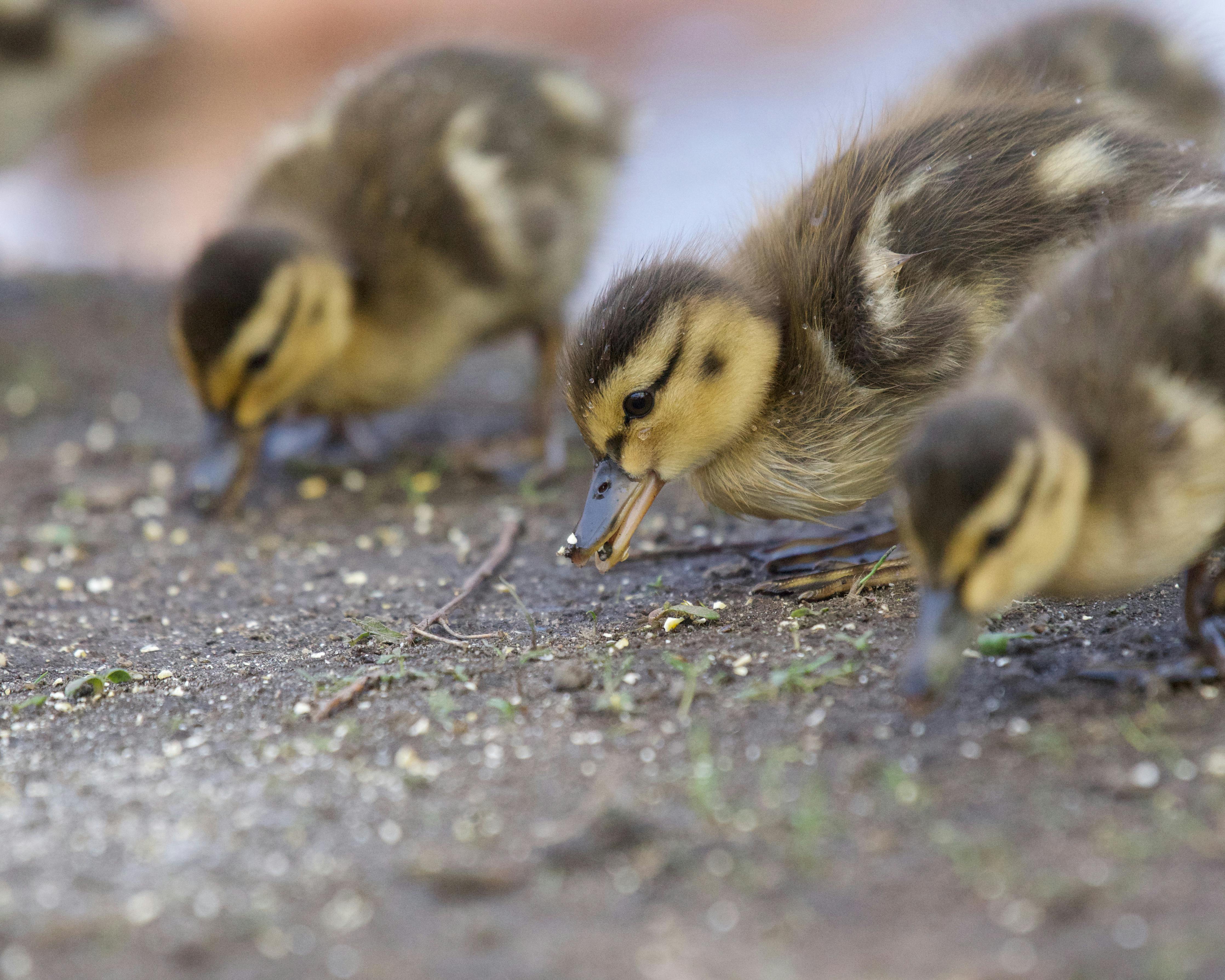 Grupo de patinhos comendo grãos no chão em criação doméstica